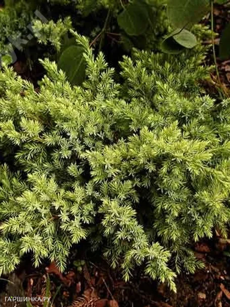 Можжевельник чешуйчатый Дрим Джой