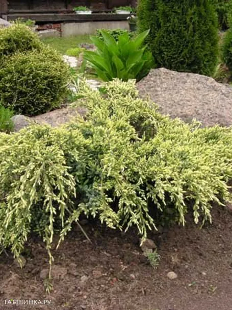 Можжевельник чешуйчатый Холгер