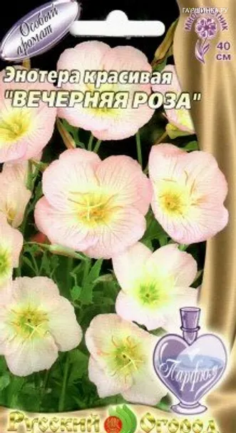 Энотера красивая Вечерняя роза 210шт