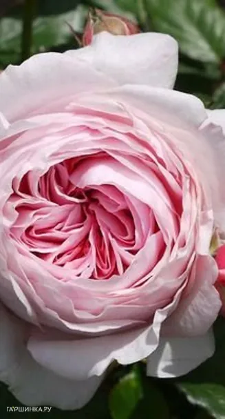 Роза Джефф Гамильтон, Д.Остин кустарниковая (лиц)