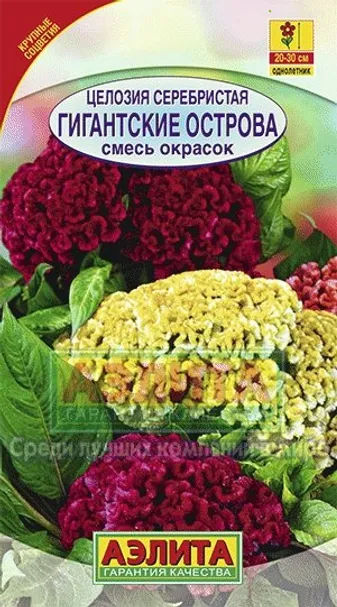 Целозия серебристая Гигантские острова, смесь окрасок