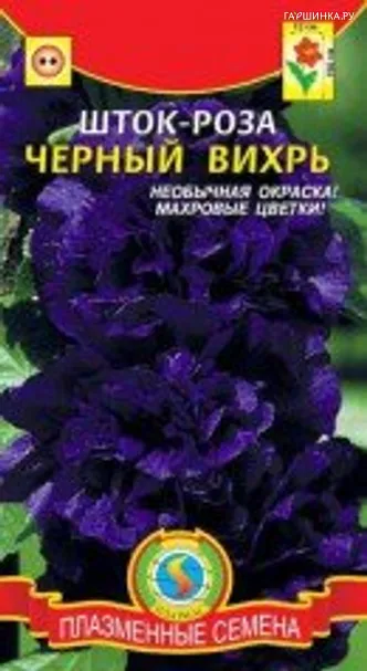 Шток-роза Черный вихрь