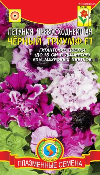 Петуния Чёрный Триумф F1 превосходнейшая