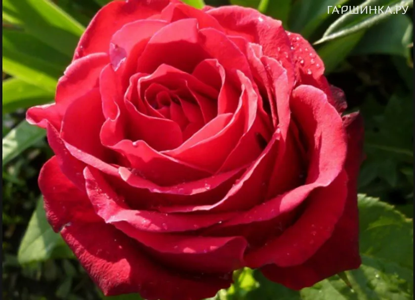 Роза Гранд Гала чайно-гибридная, Топалович (лиц)