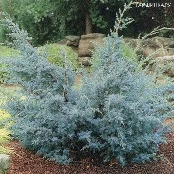 Можжевельник китайский Блю Альпс