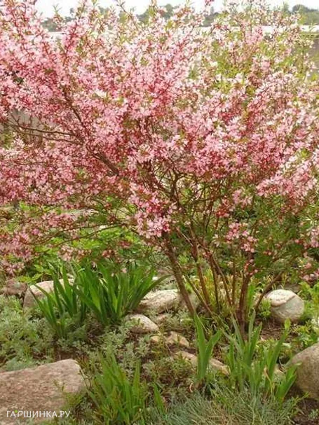 Миндаль Руслана