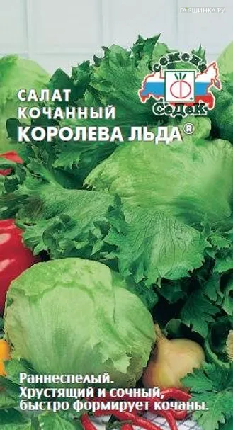 Салат кочанный Королева льда (айсберг)