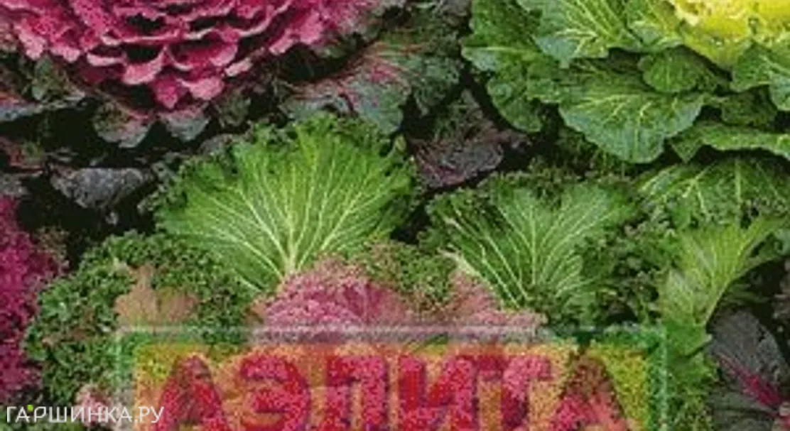 Декоративная капуста Серенада смесь окрасок