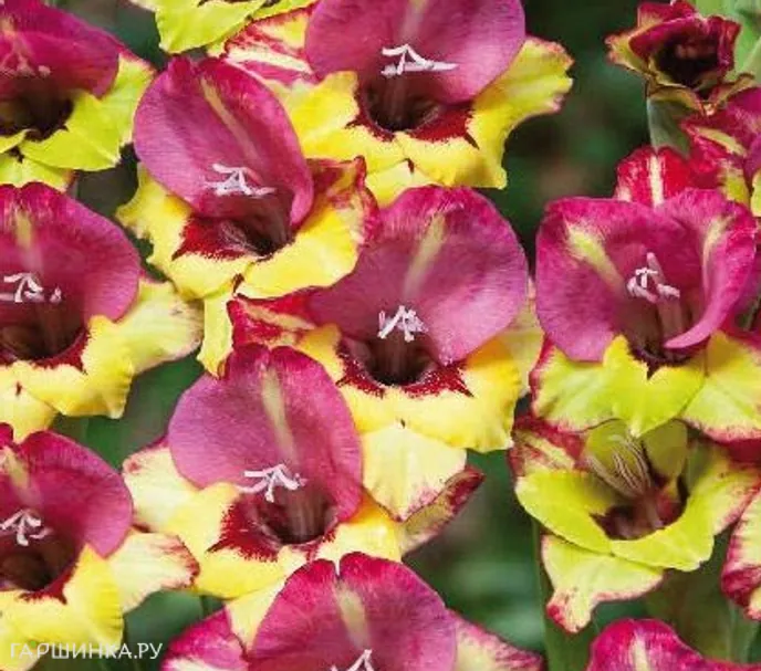 Гладиолус Васто 5 шт