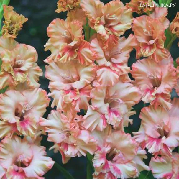 Гладиолус Кисси Раффл 5 шт