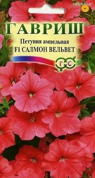 Петуния Салмон Вельвет F1 ампельная 5шт. пробирка