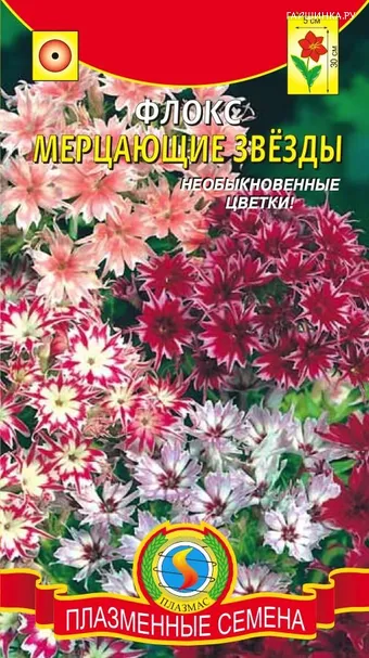 Флокс Мерцающие звёзды