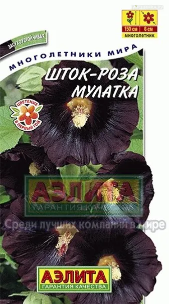 Шток-роза Мулатка