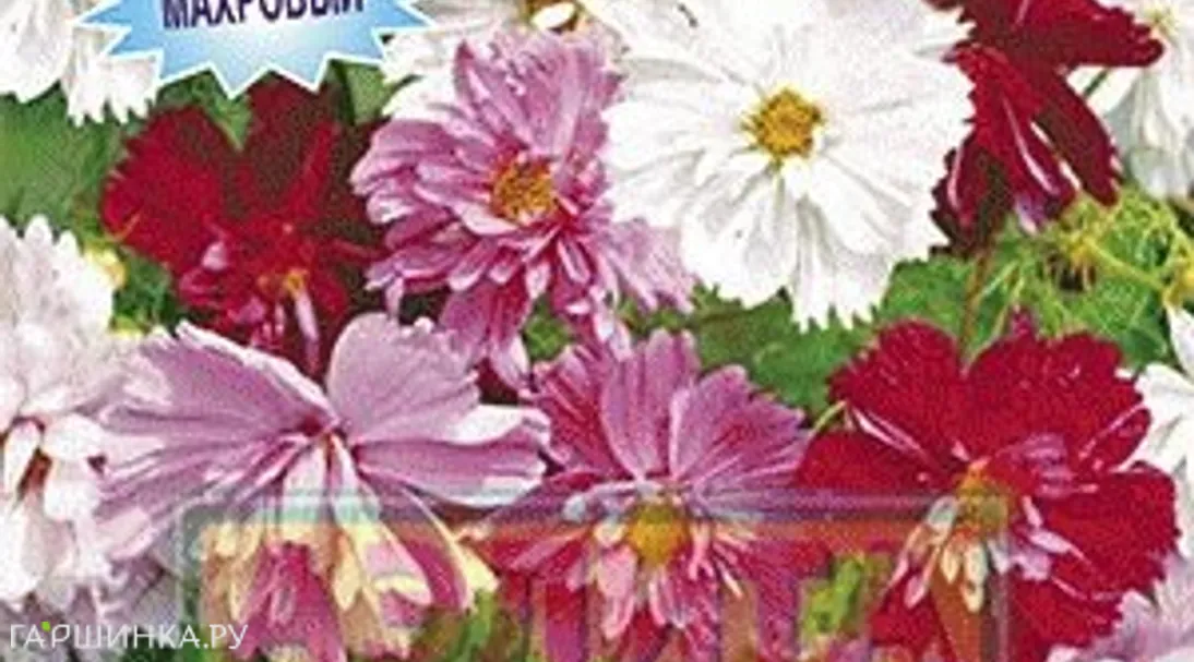 Космос Глиссандо, смесь окрасок