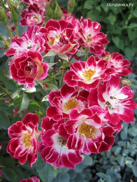 Роза Литл Артист миниатюрная, Imperial Rose
