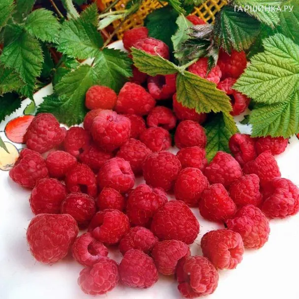 Малина Барнаульская