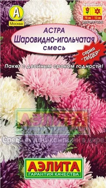 Астра Шаровидно-игольчатая, смесь окрасок, Лидер