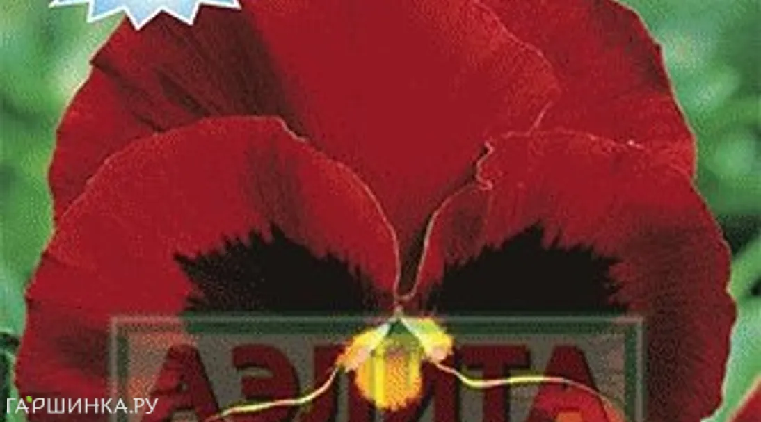 Виола Вечерний жар