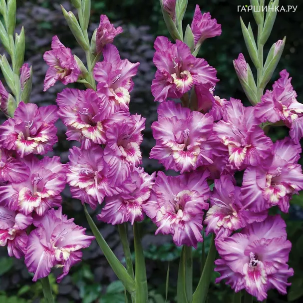 Гладиолус Танго