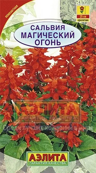 Сальвия Магический огонь