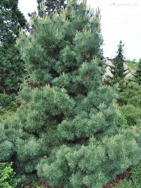 Сосна Веймутова