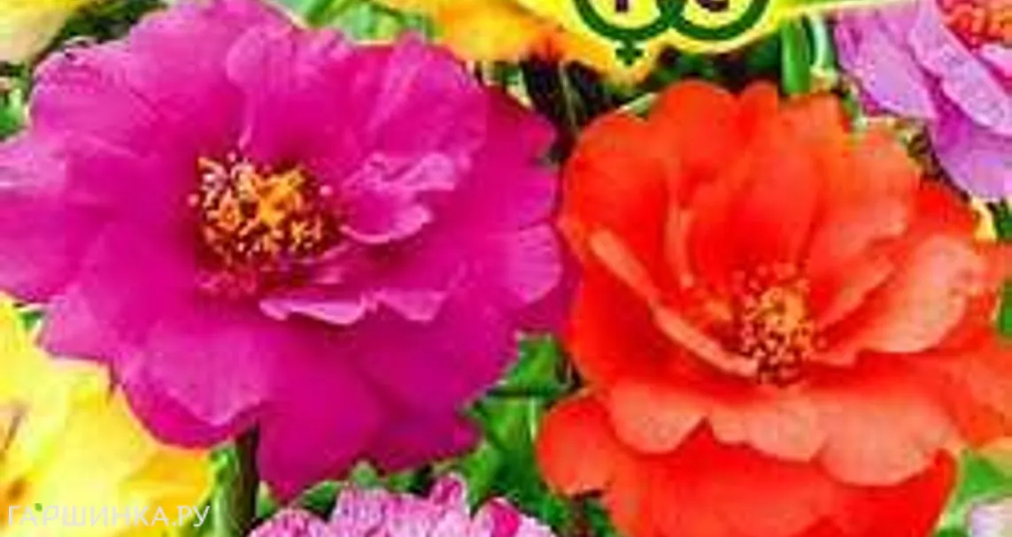 Портулак Феерия махровый 0,01г