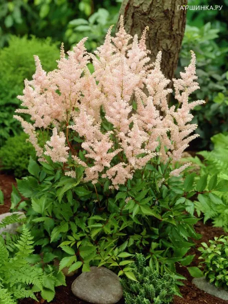 Астильба японская Пич Блоссум