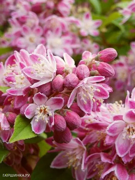 Дейция Строуберри Филдс