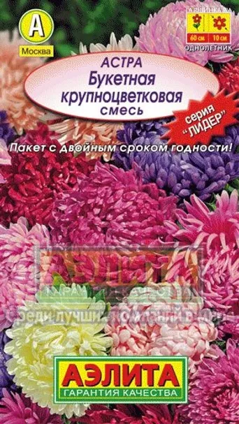 Астра Букетная крупноцветковая, Лидер