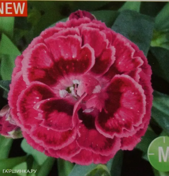 Гвоздика Роуз Ред