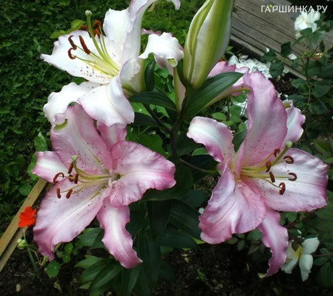 Лилия Бразилия восточная розовая