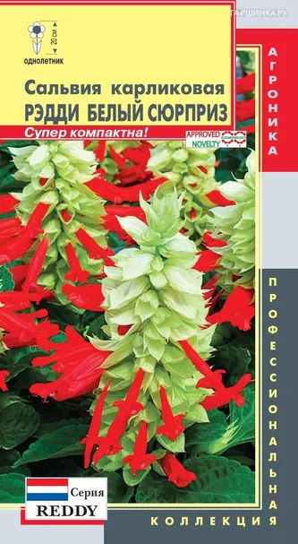 Сальвия Рэдди Белый Сюрприз (серия Reddy) карликовая