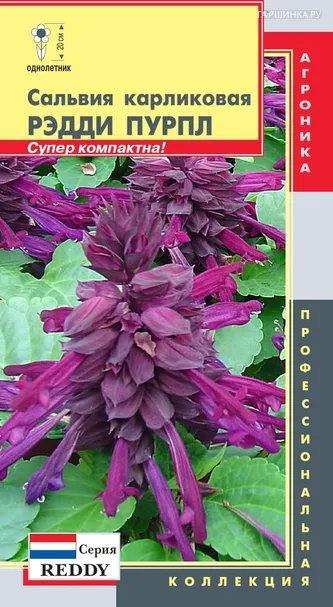 Сальвия Рэдди Пурпл (серия Reddy) карликовая