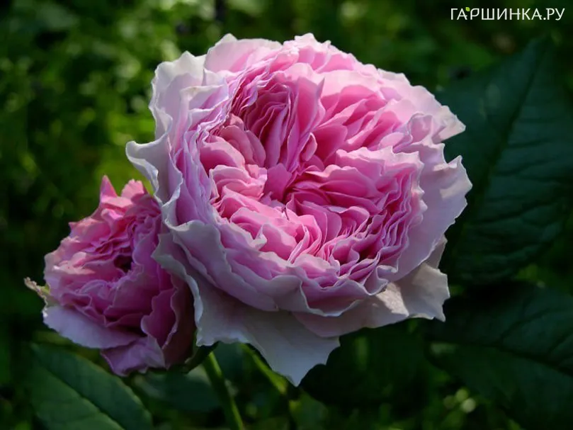 Роза Роуз Лайт кустарниковая, Imperial Rose
