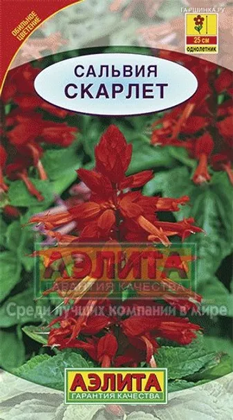 Сальвия сверкающая Скарлет