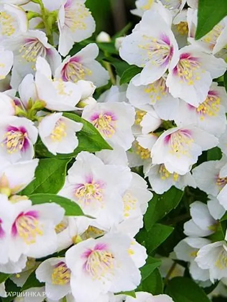 Чубушник Бель Этуаль