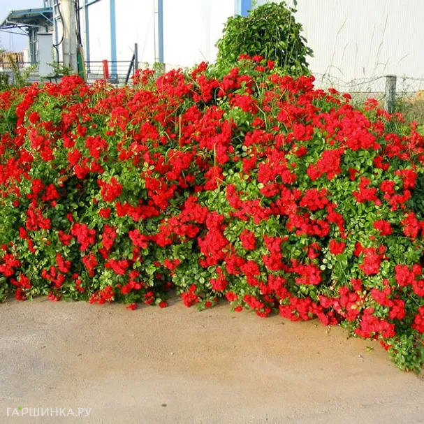 Роза Скарлет Мейланд Декор почвопокровная, Top Roses