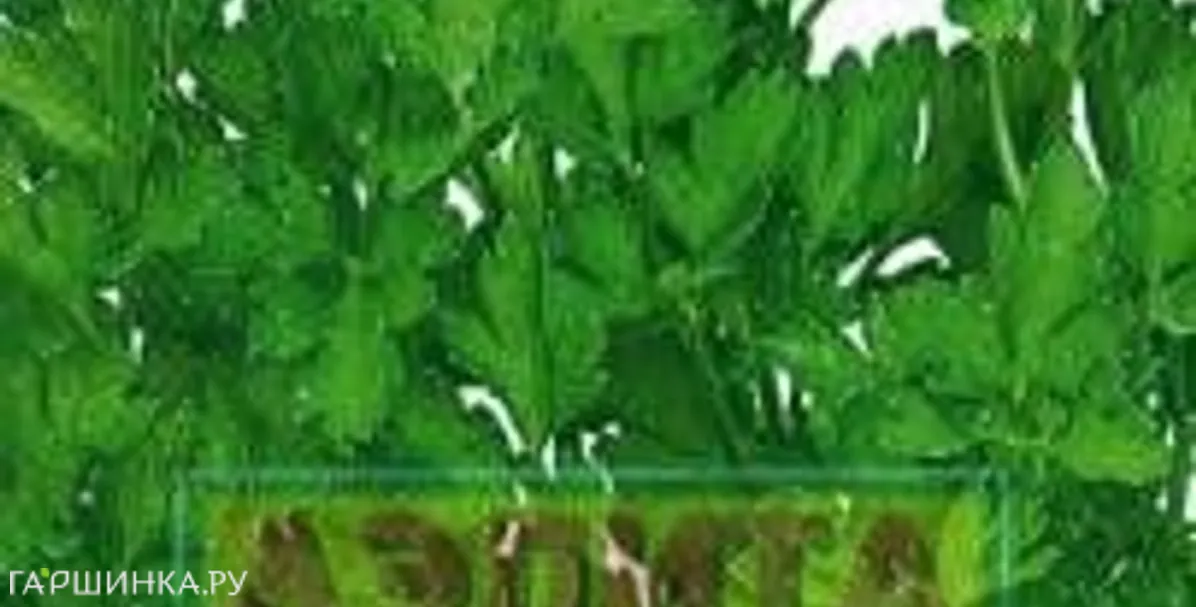 Петрушка Душистая листовая Лидер, Семена Аэлита