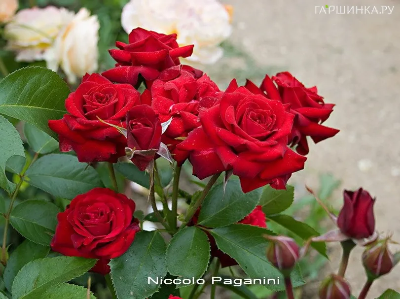 Роза Николо Паганини флорибунда, Top Roses