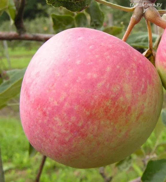 Яблоня Слава победителям