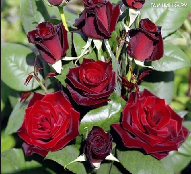 Роза Баркаролле чайно-гибридная, Империал Роуз Imperial Rose