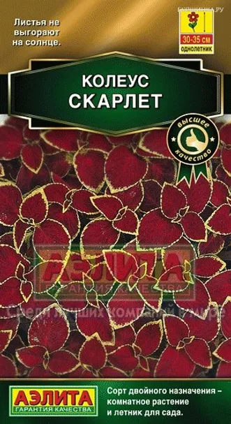 Колеус блюме Скарлет