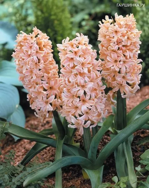 Гиацинт Одиссеус 3 шт