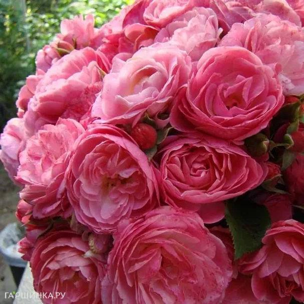 Роза Валферданге мускусная, Ленс (лиц)