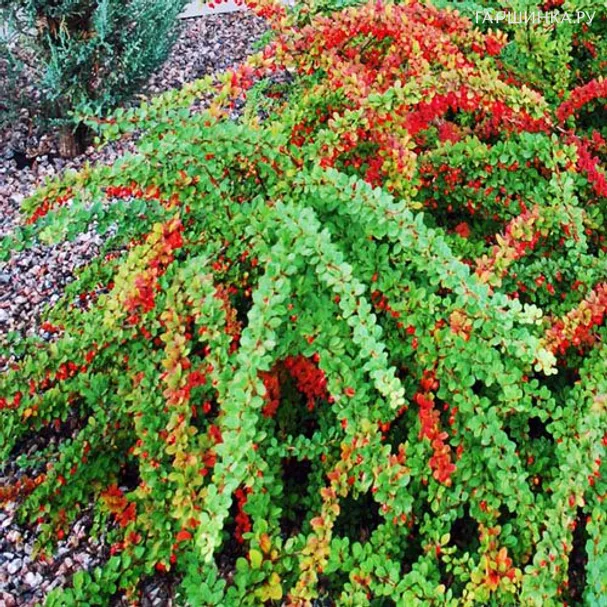 Барбарис Тунберга Грин Карпет