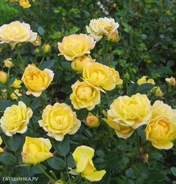 Роза Еллоу Фейри почвопокровная, Топалович (лиц)