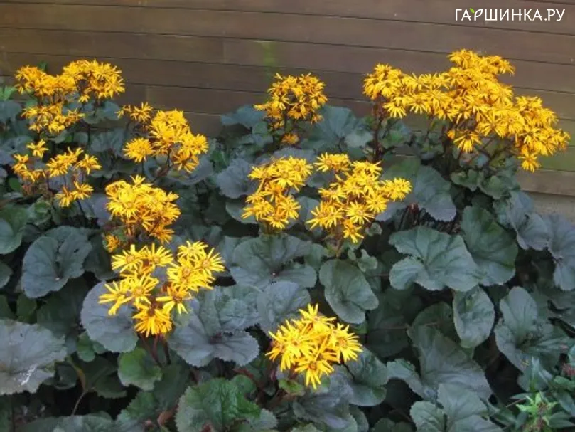 Бузульник Твайлайт