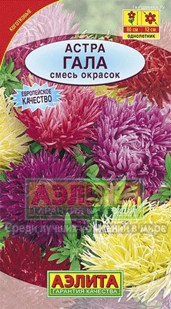Астра Гала, смесь окрасок ц/п