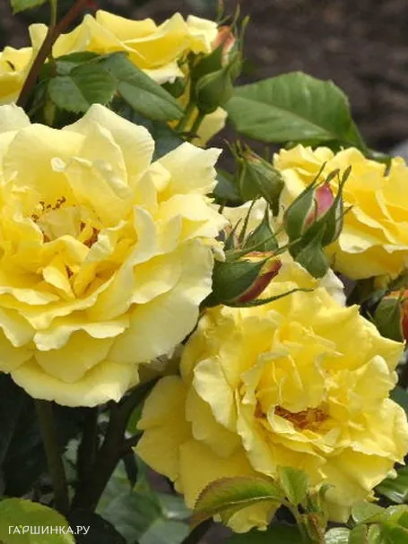 Роза Лихткенигин Люсия кустарниковая, Тантау (лиц)