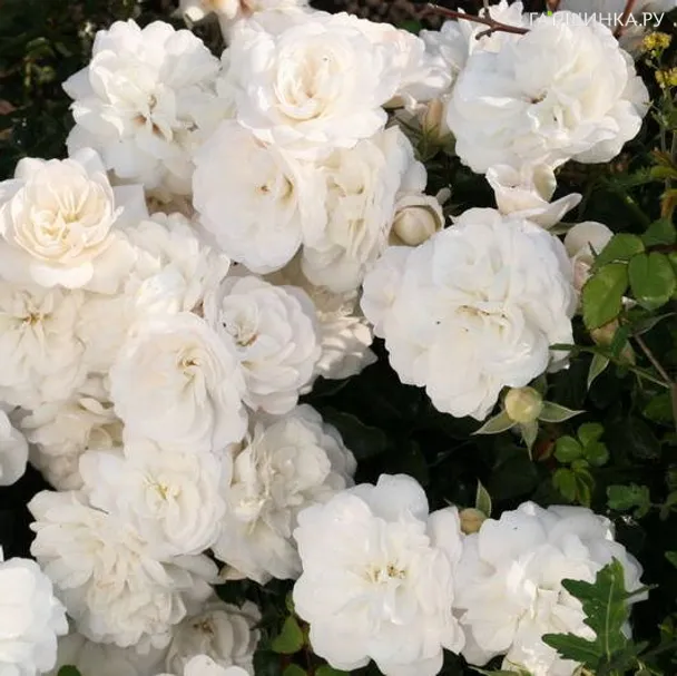 Роза Кастельрутер Шпатцен Роуз почвопокровная, Тантау (лиц)